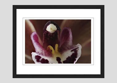 framed print - (Cymbidium Street Hawk HBV) - 8"x10"