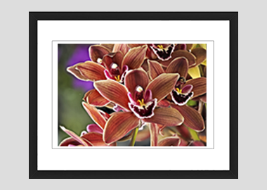 framed print - (Cymbidium Street Hawk HV) - 8"x10"