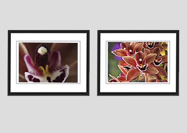Both framed prints - (Cymbidium Street Hawk) - 8"x10" each