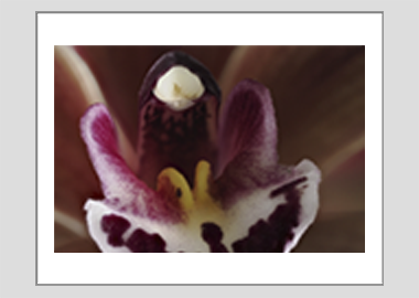 matted print - (Cymbidium Street Hawk HBV) - 11"x14"