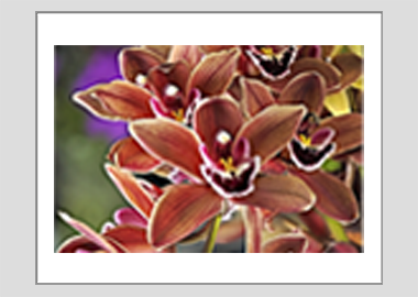 matted print - (Cymbidium Street Hawk HV) - 11"x14"