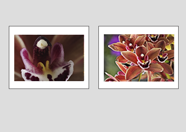 Both matted prints - (Cymbidium Street Hawk) - 11"x14" each