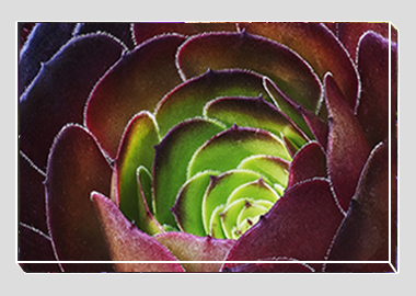 canvas print - (Dark Purple Houseleek Tree HBV) - 8"x12"