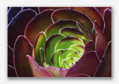 canvas print - (Dark Purple Houseleek Tree HBV) - 12"x18"