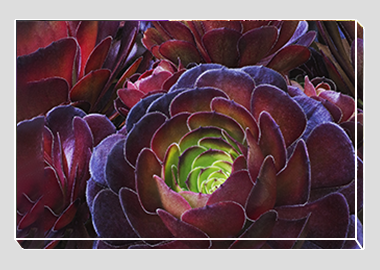 canvas print - (Dark Purple Houseleek Tree HV) - 8"x12"