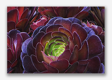 canvas print - (Dark Purple Houseleek Tree HV) - 8"x12"