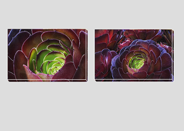 Both canvas prints - (Dark Purple Houseleek Tree) - 8"x12" each