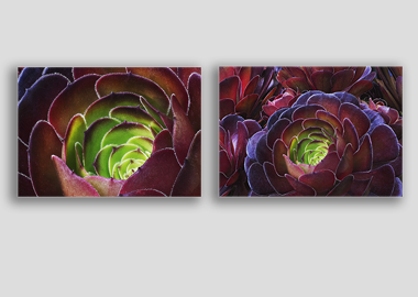 Both canvas prints - (Dark Purple Houseleek Tree) - 12"x18" each