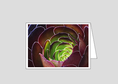Fine art greeting card - (Dark Purple Houseleek Tree HBV) – 4.5″x6.25″