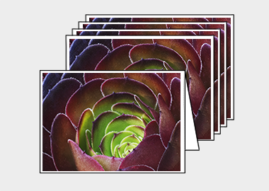 Package of 5 greeting cards - (Dark Purple Houseleek Tree HBV) – 4.5″x6.25″
