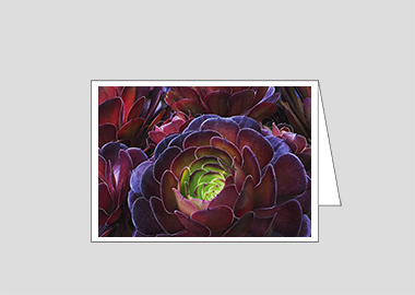 Fine art greeting card - (Dark Purple Houseleek Tree HV) – 4.5″x6.25″