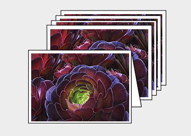 Package of 5 greeting cards - (Dark Purple Houseleek Tree HV) – 4.5″x6.25″