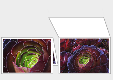 Fine art greeting card - (Dark Purple Houseleek Tree) – 4.5″x6.25″