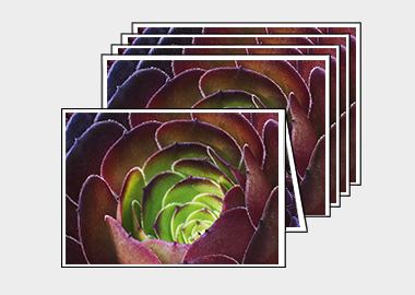 Package of 5 greeting cards - (Dark Purple Houseleek Tree) – 4.5″x6.25″