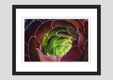 framed print - (Dark Purple Houseleek Tree HBV) - 8"x10"