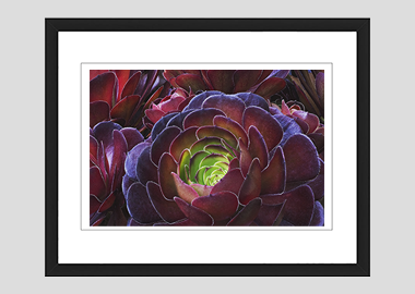 framed print - (Dark Purple Houseleek Tree HV) - 8"x10"