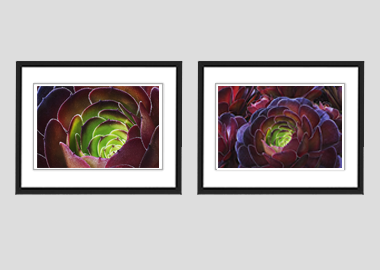 Both framed prints - (Dark Purple Houseleek Tree) - 8"x10" each