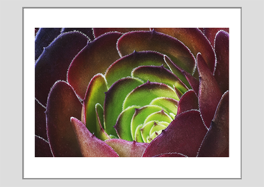 matted print - (Dark Purple Houseleek Tree HBV) - 11"x14"