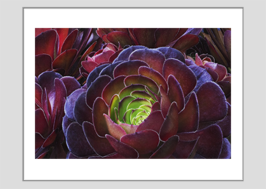 matted print - (Dark Purple Houseleek Tree HV) - 11"x14"