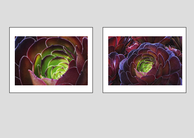 Both matted prints - (Dark Purple Houseleek Tree) - 11"x14" each