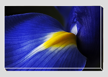canvas print - (Dutch Iris HBV) - 8"x12"
