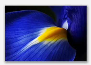 canvas print - (Dutch Iris HBV) - 8"x12"