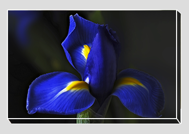 canvas print - (Dutch Iris HV) - 8"x12"