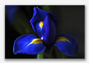 canvas print - (Dutch Iris HV) - 8"x12"