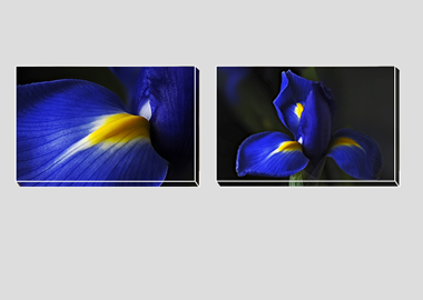 Both canvas prints - (Dutch Iris) - 8"x12" each