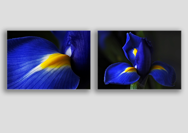 Both canvas prints - (Dutch Iris) - 8"x12" each