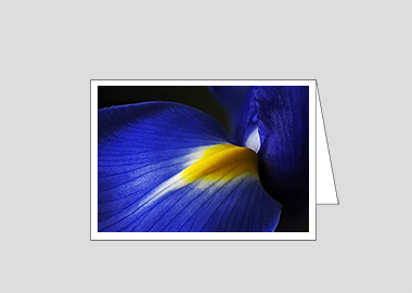 Fine art greeting card - (Dutch Iris HBV) – 4.5″x6.25″
