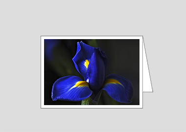 Fine art greeting card - (Dutch Iris HV) – 4.5″x6.25″
