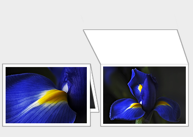 Fine art greeting card - (Dutch Iris) – 4.5″x6.25″