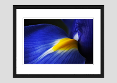 framed print - (Dutch Iris HBV) - 8"x10"