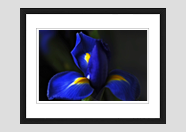 framed print - (Dutch Iris HV) - 8"x10"