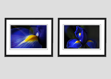 Both framed prints - (Dutch Iris) - 8"x10" each