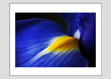 matted print - (Dutch Iris HBV) - 11"x14"