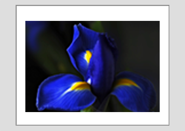 matted print - (Dutch Iris HV) - 11"x14"
