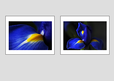 Both matted prints - (Dutch Iris) - 11"x14" each