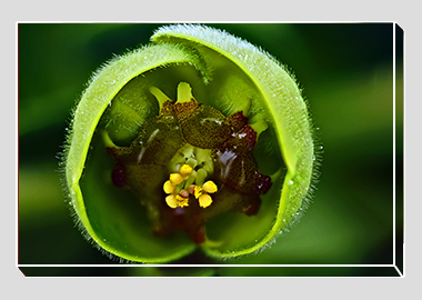 canvas print - (Euphorbia HBV) - 8"x12"