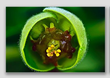 canvas print - (Euphorbia HBV) - 12"x18"