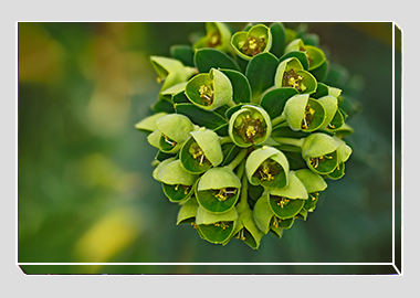 canvas print - (Euphorbia HV) - 8"x12"