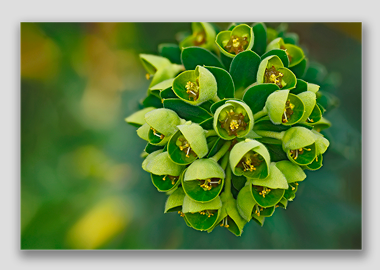 canvas print - (Euphorbia HV) - 8"x12"