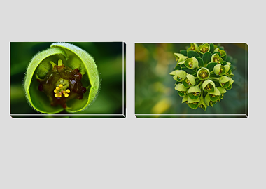 Both canvas prints - (Euphorbia) - 8"x12" each