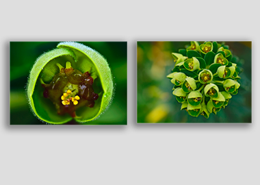 Both canvas prints - (Euphorbia) - 8"x12" each