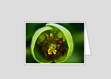 Fine art greeting card - (Euphorbia HBV) – 4.5″x6.25″