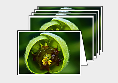 Package of 5 greeting cards - (Euphorbia HBV) – 4.5″x6.25″