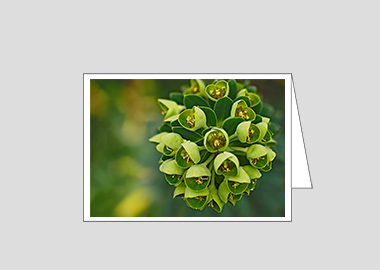 Fine art greeting card - (Euphorbia HV) – 4.5″x6.25″