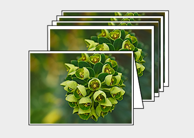 Package of 5 greeting cards - (Euphorbia HV) – 4.5″x6.25″