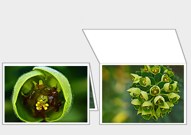 Fine art greeting card - (Euphorbia) – 4.5″x6.25″